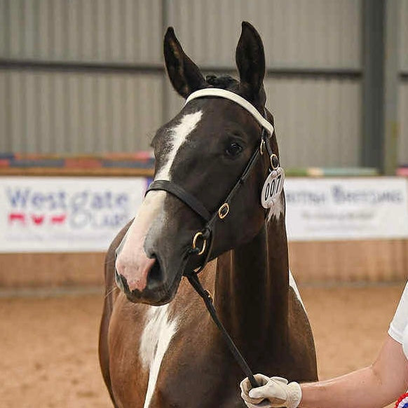 White Leather Sports Horse / Pony Browband