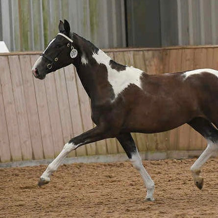 White Leather Sports Horse / Pony Browband