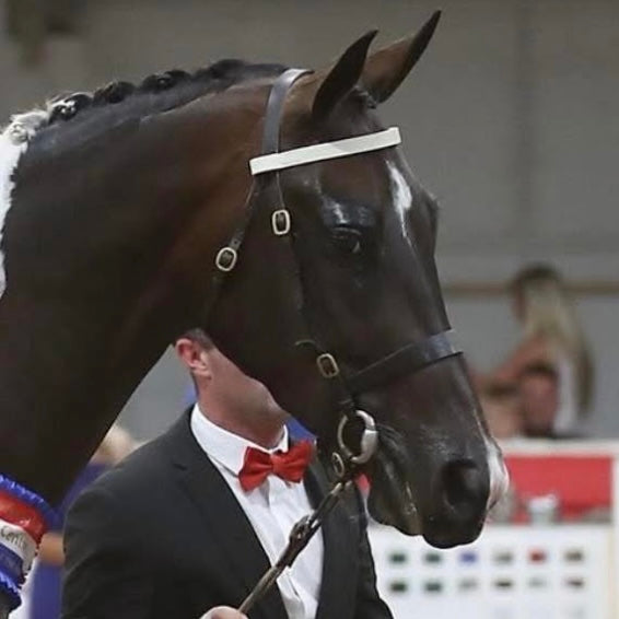 White Leather Sports Horse / Pony Browband