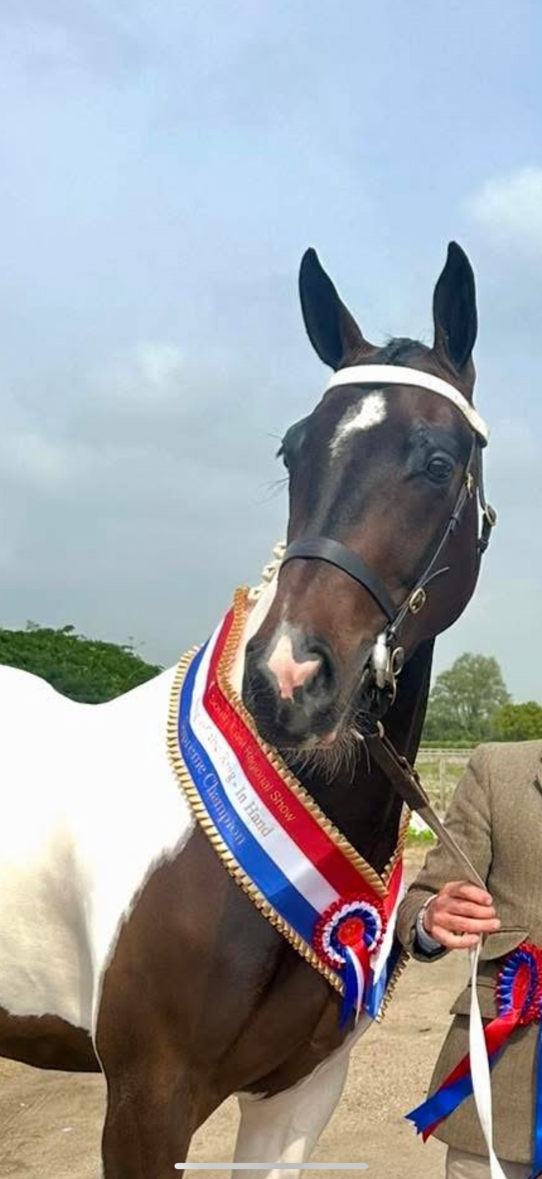White Leather Sports Horse / Pony Browband