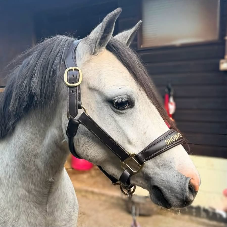 SPP Leather Headcollar