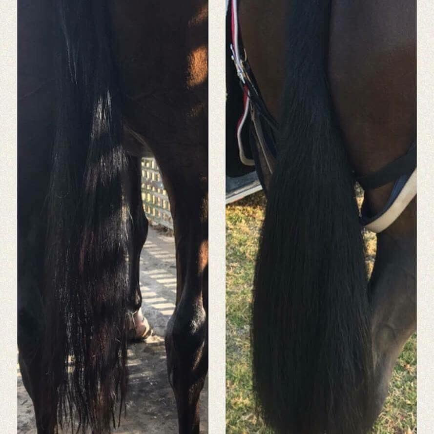 FALSE TAIL