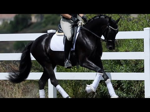 Native / Dressage Extra Long False Tails